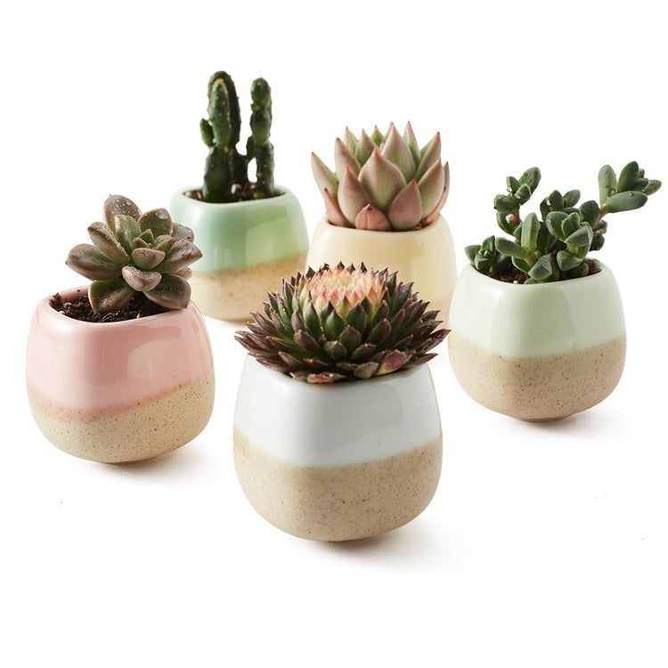 Office Desk Colorful Thumb Succulent Flower Pot Set