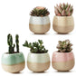 Office Desk Colorful Thumb Succulent Flower Pot Set